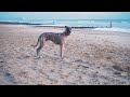 Whippet Full Speed On The Beach の動画、YouTube動画。