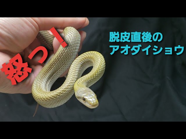 青大将蛇の脱皮 sddefault.jpg