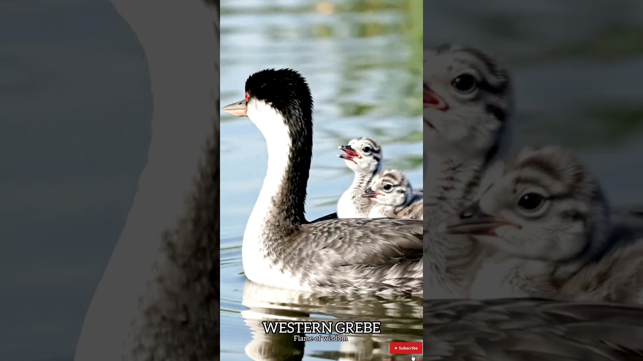 💧తన పిల్లలను వీపుపై మోసే అద్భుత పక్షి! 🐦Grebe Amazing Behaviour"#educational #birdbehaviour #grebe