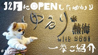 【犬宿】「ゆるり熱海 with DOGS」さん♪2024年12月10日に新しくOPENしたお宿を一挙ご紹介ッ!!【チワワ】