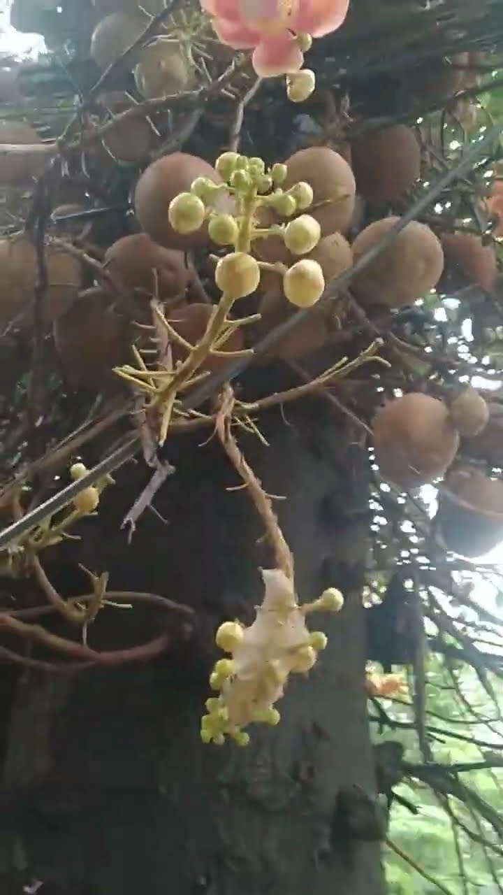 😋மழைக்கால ஸ்பெஷல் ரெசிபி🥙 - ShareChat