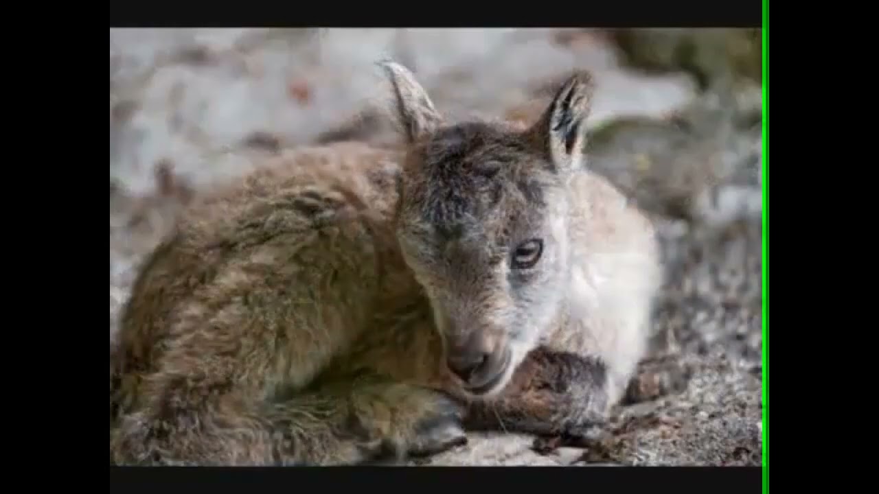 Is Pakistan will default?