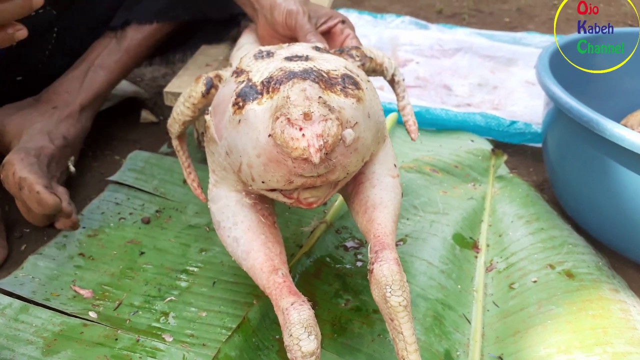 Tutorial Cara Potong Ayam 