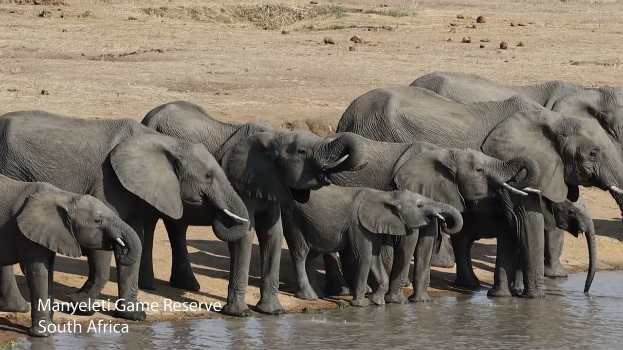 ELEPHANTS AT THE WATER FOUNTAIN
