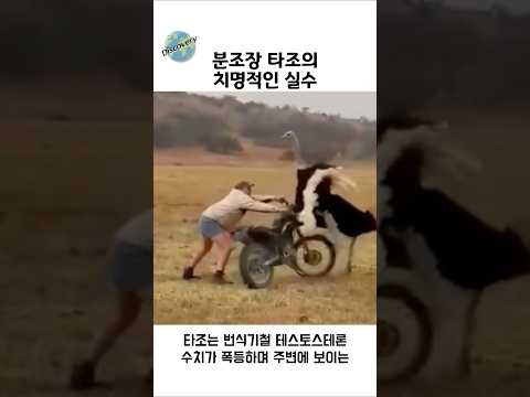 분노조절장애 타조의 치명적 실수 thumbnail