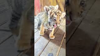 bayi harimau kembar #harimau #shorts