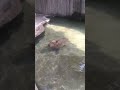 Capybara capybara heWan paling santuy Ternyata bisa main air juga? Lucu gak? #superplay #playground