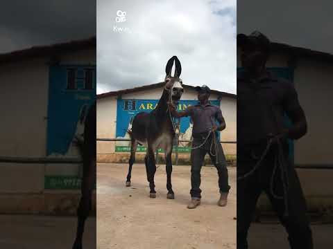 Vídeo: Onde está definida a pista do vaga-lume?