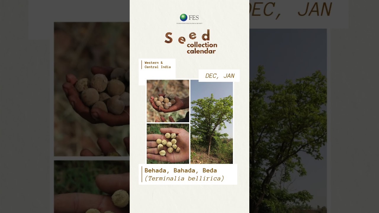 Seed Collection Calendar (Dec-Jan)
