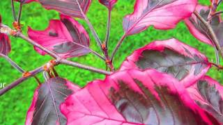 Famous Beech Tree Profile