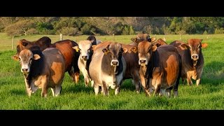 2016 Auction Bulls Coming In From The Valley