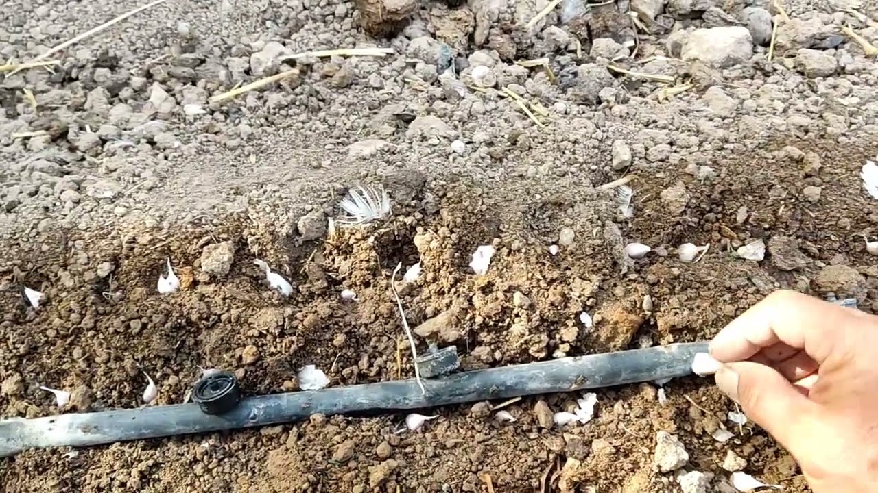 Así sembramos nuestros ajos de San Diego para ajetes tiernos