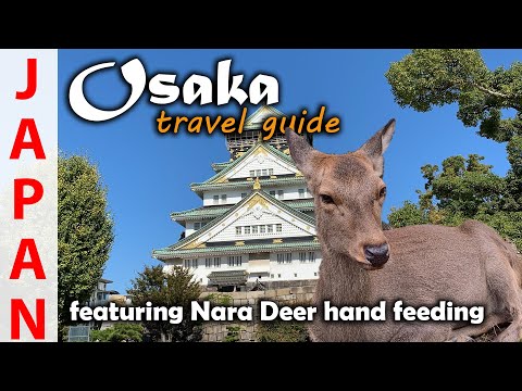 Things to do in Osaka | Nara Bowing Deers  MUST SEE! - Travel Guide