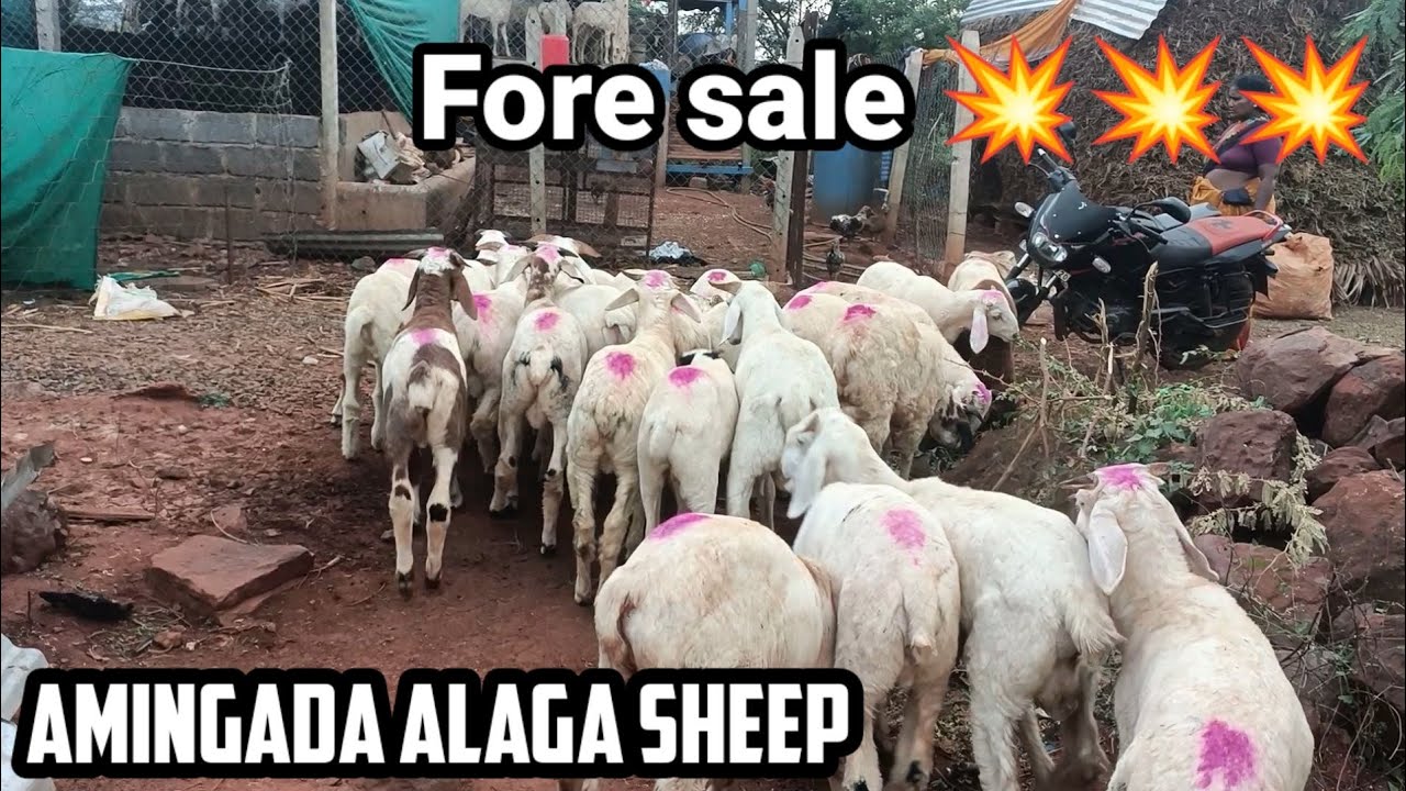 call Now 94834 94621 Fore sale Nagamangala farme // mandya karnataka 