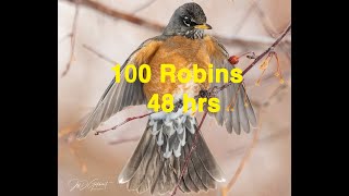 100 Robins eat all the crabapples on 2 trees in 48 hours on  Feb 23 & 24, 2023