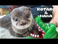 カワウソコタローとハナ　いたずら好きな父ちゃんに付き合う　Otter Kotaro&Hana Play with Mischievous Dad