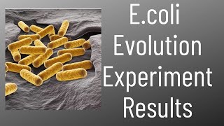 Experiment Results for E.coli Evolution