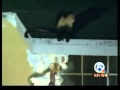 Ear Biting Miami Dade Monkey Caught