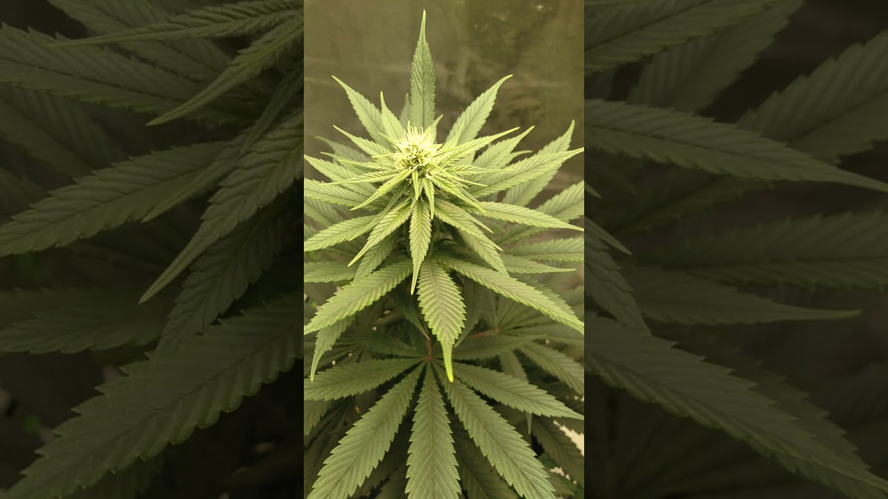 Growing weed in a tiny apartment !