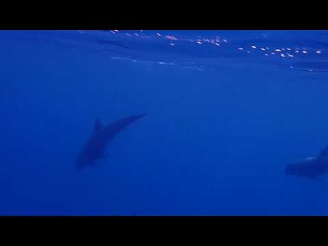 Golfinhos-cabeça-de-melão (Peponocephala electra), Reserva Marinha das ...