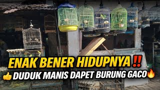 ENAK BENER HIDUPNYA‼️ DUDUK MANIS LANGSUNG DAPET BURUNG GACOR FULLSET SANGKAR BAGUS🔥