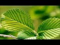 Green relaxation  meditation music with nature sounds