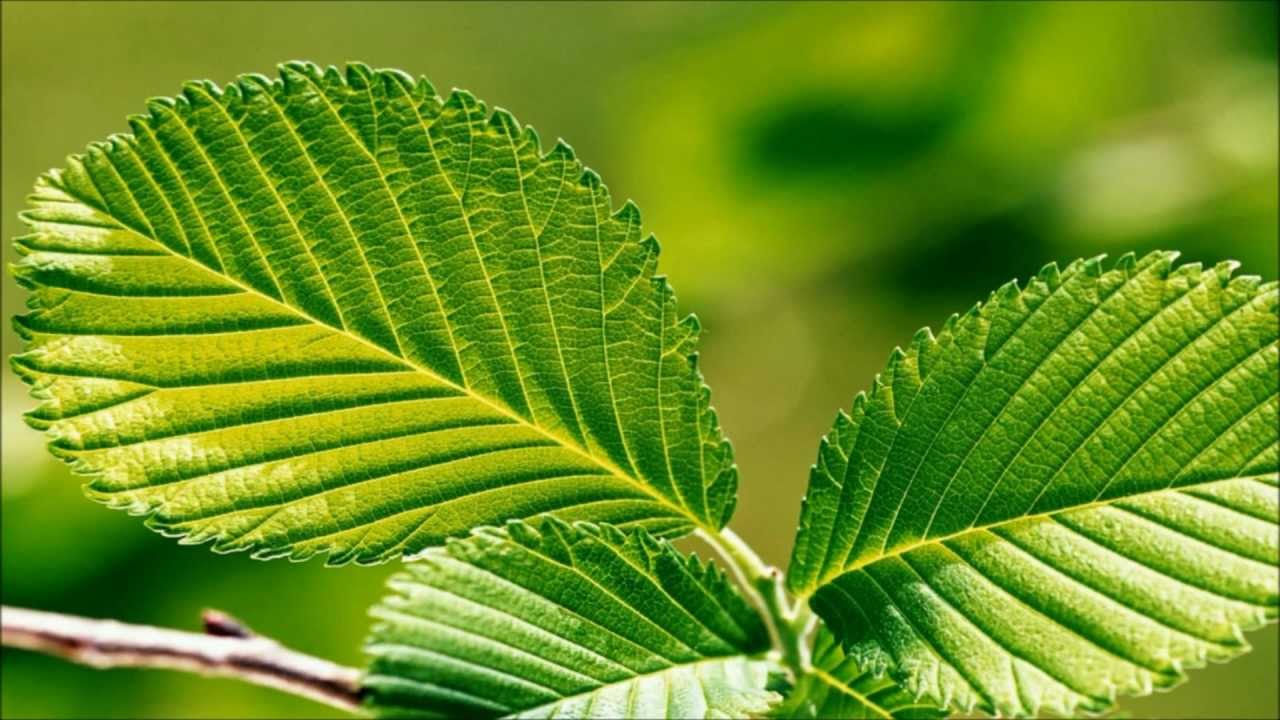 Green Relaxation ~ Meditation Music with Nature Sounds