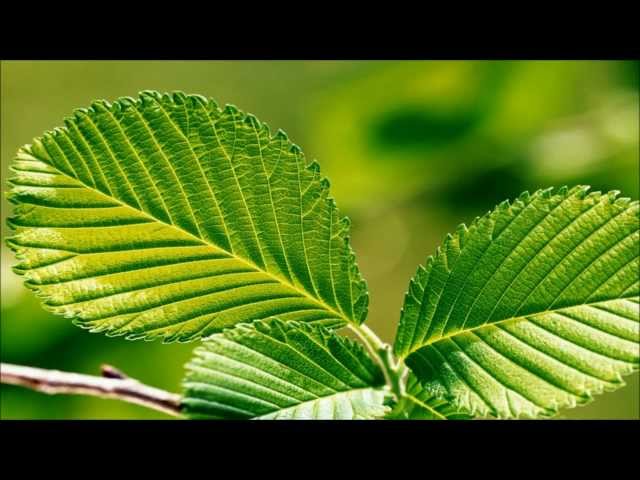Green Relaxation ~ Meditation Music with Nature Sounds class=