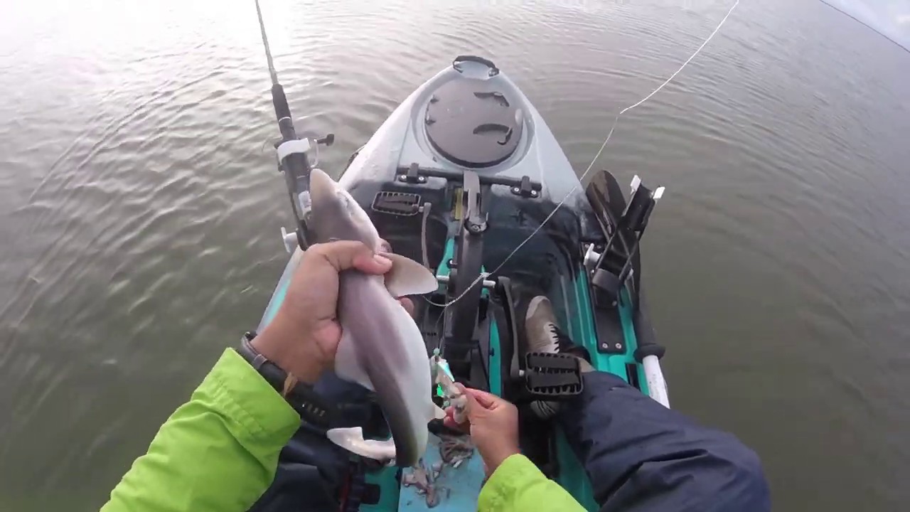Gummy shark fishing in a kayak - YouTube