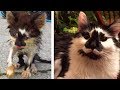 Woman Saves Kitty Infected With Maggots,Take A Look At Him Now!