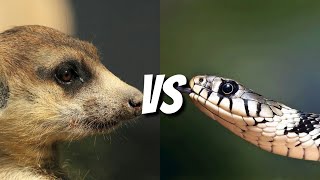 5 animals that hunt snakes