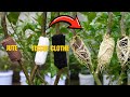 🌿New Test: Which material is best for propagating Lemon Trees!😮