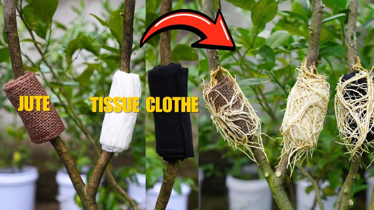 🌿Новый тест: Какой материал лучше всего подходит для размножения лимонных деревьев!😮