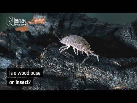 Video: Types of woodlice, habitat and methods of control