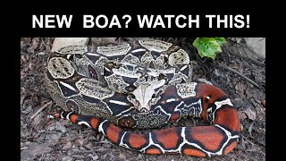 New Boa Keepers: Important Tips for You! (Watch BEFORE Getting Your Boa!)