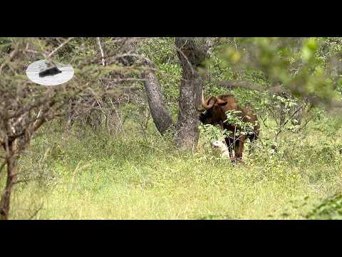 Black Wildebeest Hunting in Africa – Wounded Animal Tracking & Close Range Action