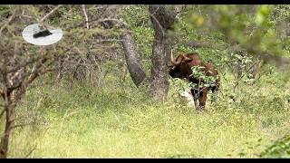 Black Wildebeest Hunting in Africa – Wounded Animal Tracking & Close Range Action