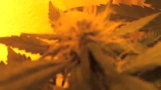 Flower week 2