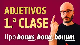 Latín: ADJETIVOS de la 1.ª clase (-us, -a, -um)