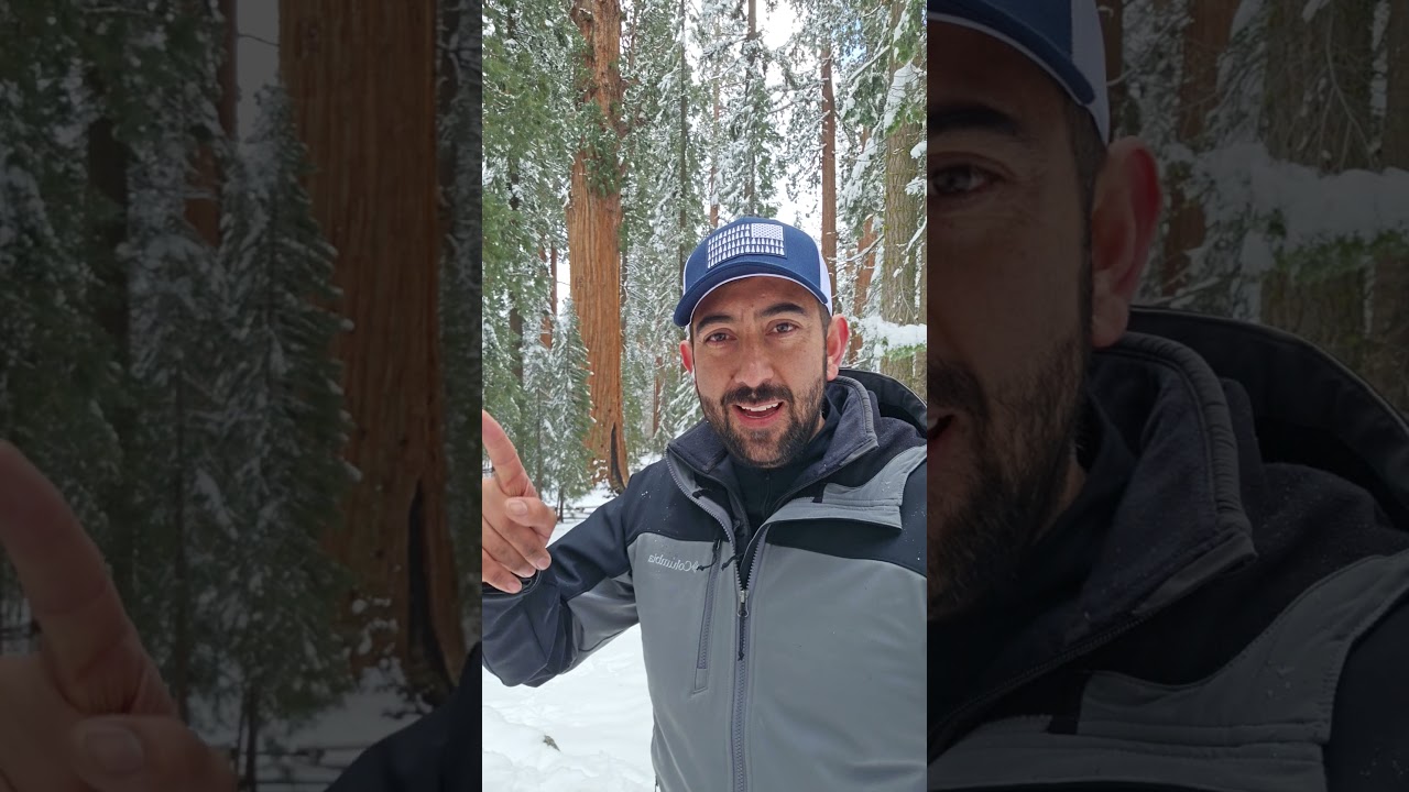 Looking for the General Sherman Tree. 👀🌲🌳 