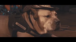 Boier Bibescu feat. Jayoh vs. Colors In Stereo \u0026 Alex Mataev - Abia astept sa vina VARA (Live)