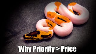 Clown Pied Heaven! + Can you OVERPAY for a Ball Python? Profile