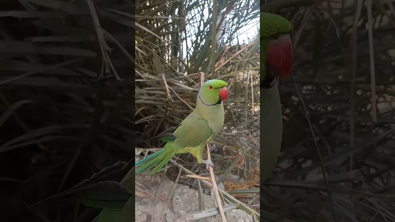 Desi parrot | talkingparrot 