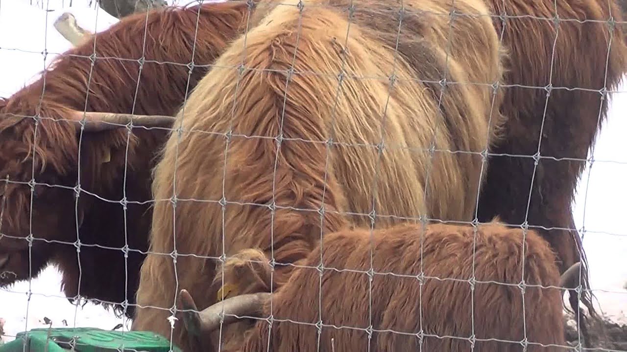 Yankee Farmers Market in Warner, NH. on Saturday 1/2/16 YouTube