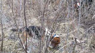 ARHA Gundog Pack Feb. 20, 10 15 inch hounds
