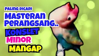 Download Lagu MASTERAN PERANGSANG  LOVEBIRD KONSLET MINOR PALING DICARI Terapy . MP3