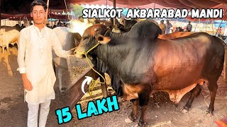 SIALKOT AKBARABAD MANDI ME HEAVY MAAL AGYA | COW MANDI 2024