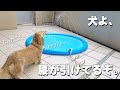 水が入っていないプールには近寄るヘタレ犬のへっぴり腰具合｜ミニチュアダックスフンドのかわいい日常 No 139