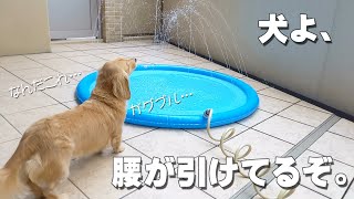 水が入っていないプールには近寄るヘタレ犬のへっぴり腰具合｜ミニチュアダックスフンドのかわいい日常 No 139