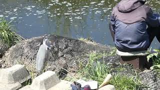 野鳥　　釣り人と青鷺